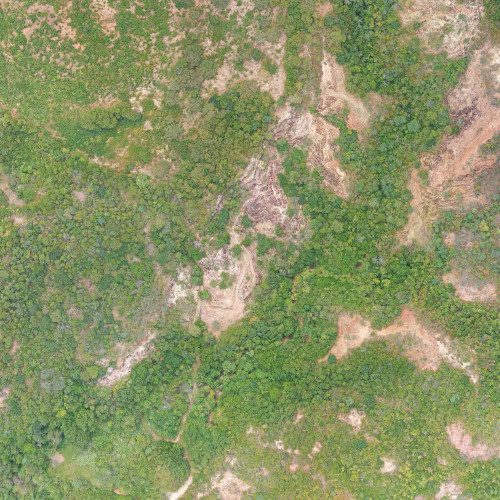 trechos da floresta